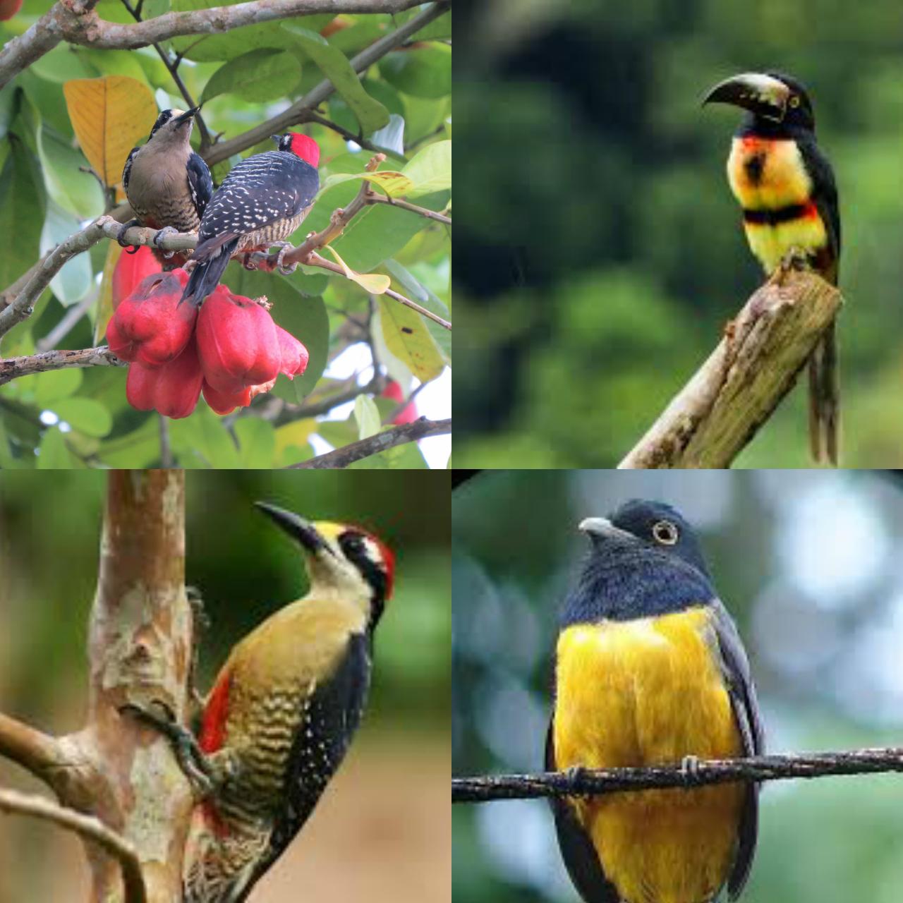 Bird Watching at Cahuita National Park 