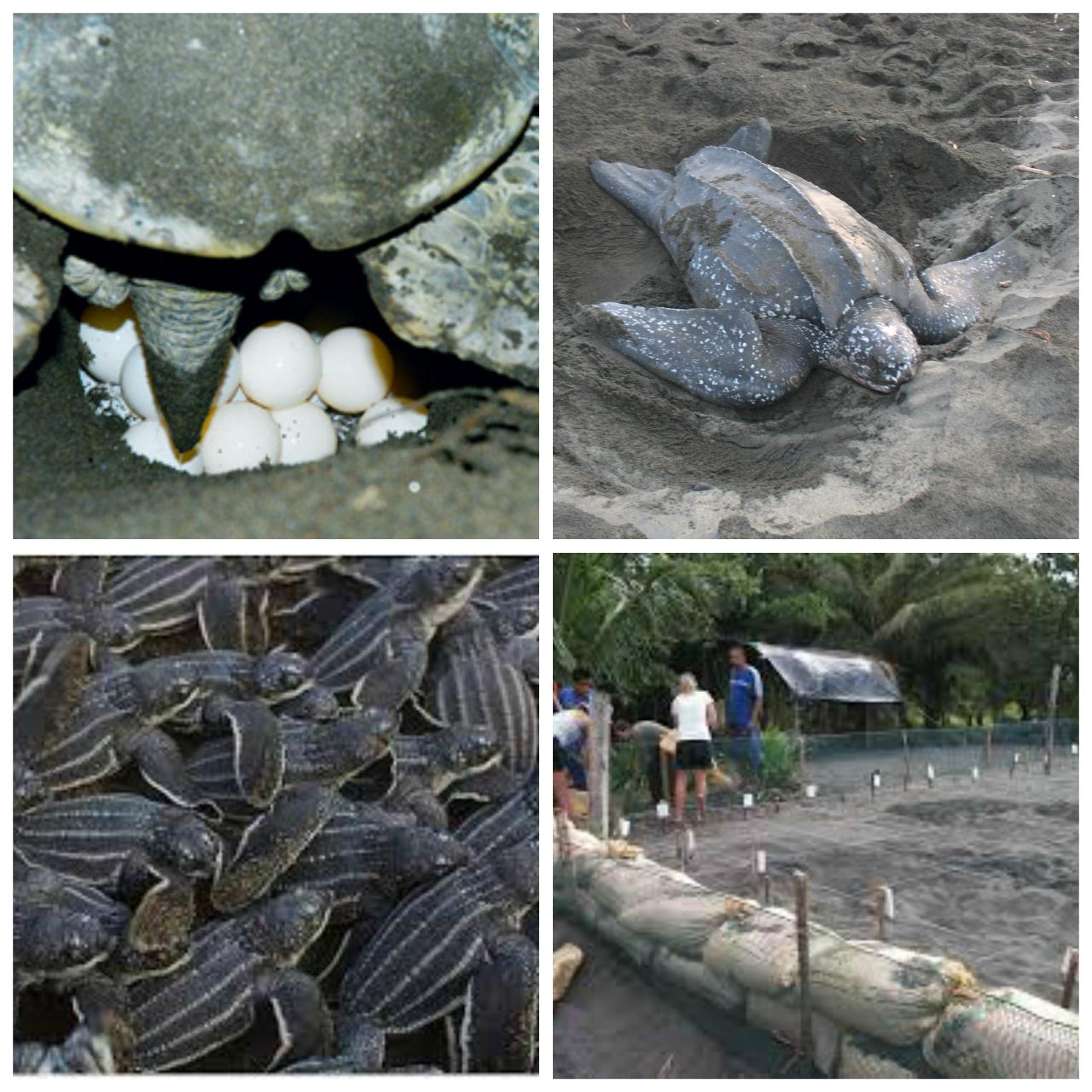 Gandoca Turtles (Congo Bongo)