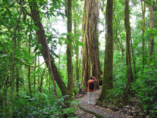 Guided Hike in the Monteverde Cloud Forest Reserve