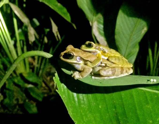 RARG Reserve Caribbean Rain Forest - Night Tour Congo Bongo 