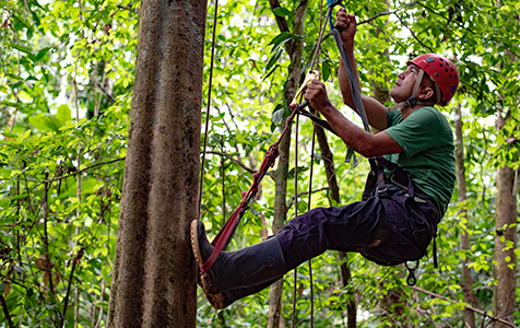Selva Bananito Experience Introductory Tree Climbing