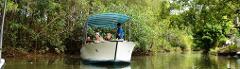Damas Mangrove Boat Tour 