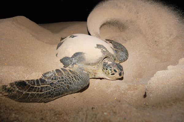 Nighttime Turtle Watching in Gandoca Beach