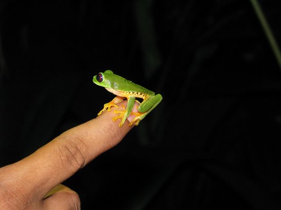 Jungle Night Walk at Si Como No Reserve