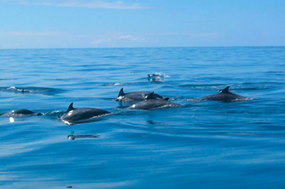Adventure connection: Monteverde to Samara Dolphin Viewing and Snorkeling