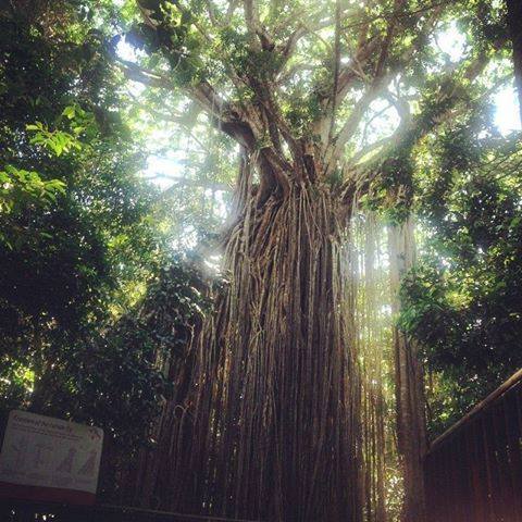Rainforest Day Tour - Wet Tropics World Heritage Area