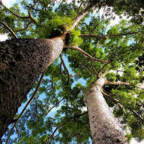 PRIVATE TOUR - Rainforest and Waterfall Day Trip from Cairns Including Crater Lakes, Millaa Falls and Zilliee Falls