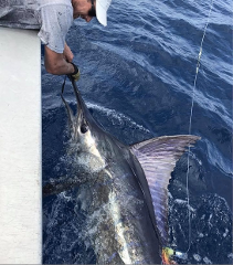 Full Day - Game fishing,  Whole Boat,  Marlin/Swordfish up to 4ppl