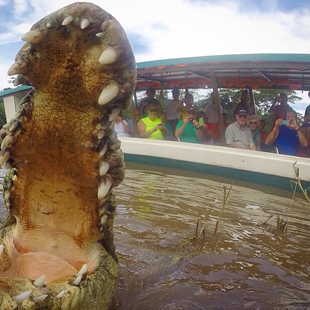 Adventure Connections: Crocodile Watching Boat Tour + La Fortuna to Quepos