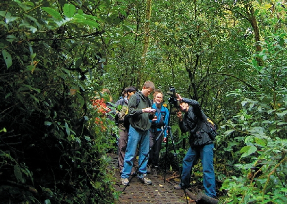 Bird Watching Monteverde Cloud Forest Reserve - Private