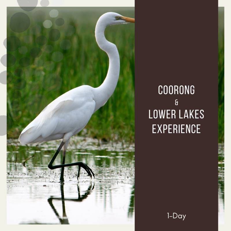 Coorong & Lower Lakes Experience