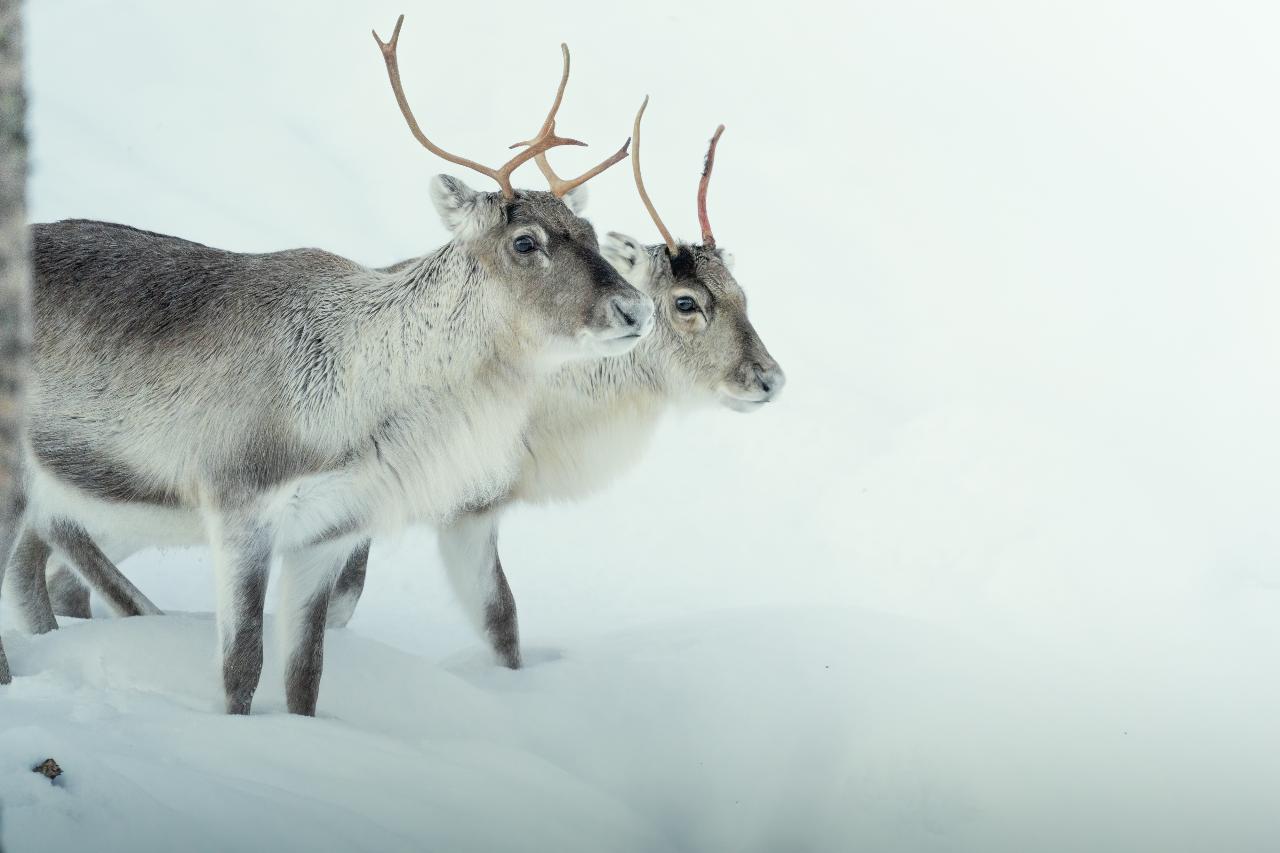 Abisko Arctic Reindeer - Sami experience 