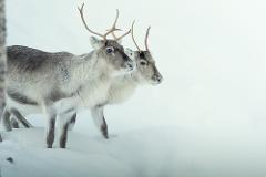 Abisko Arctic Reindeer - Sami experience 