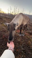 Abisko Arctic Reindeer - Sami experience 