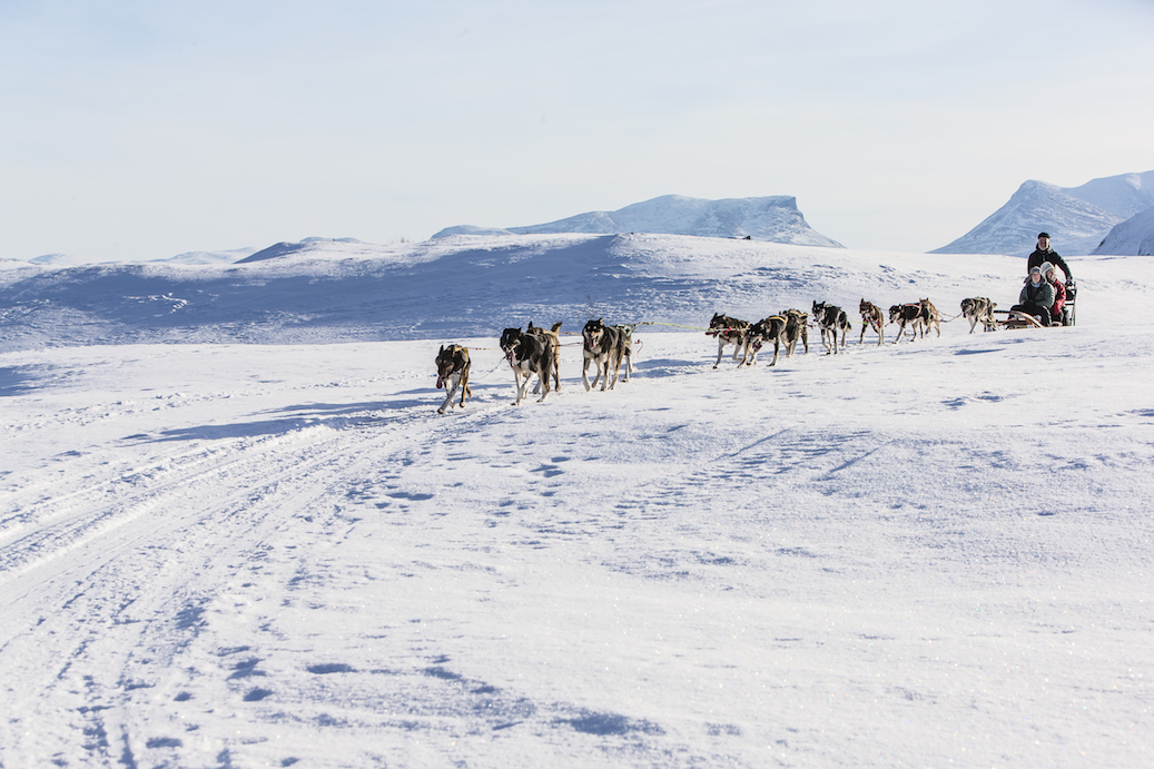 Dogsledding / Hundspannstur Riksgränsen (3633-623)