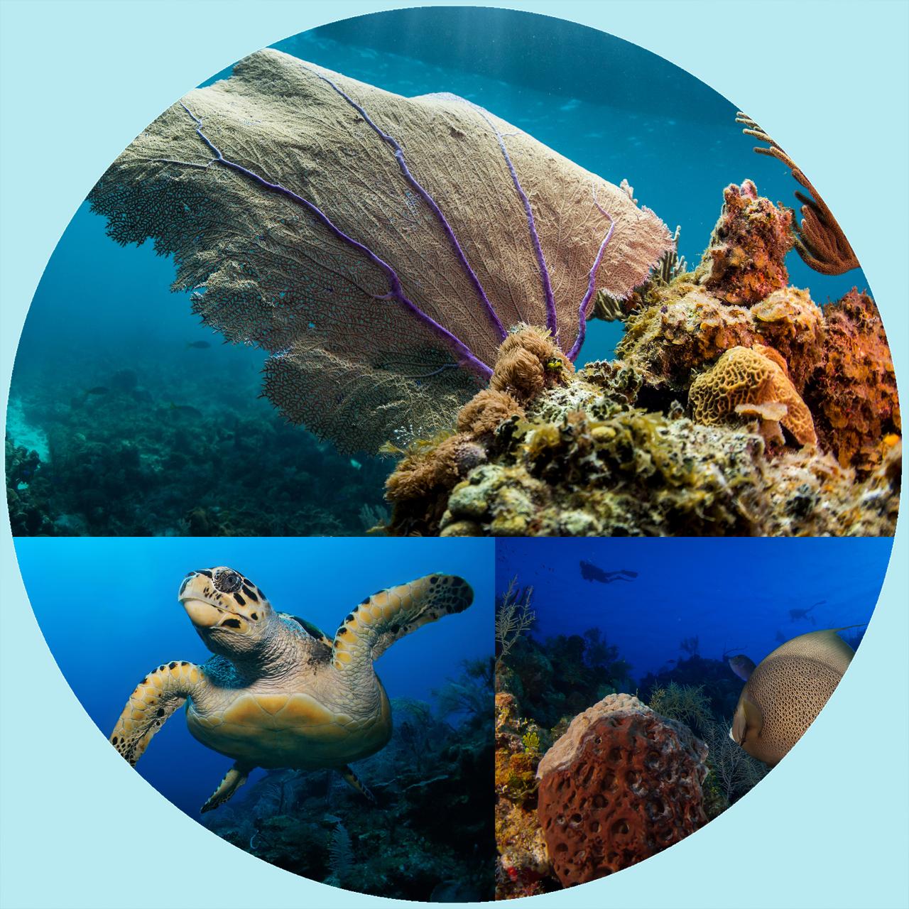 7 Dive Package