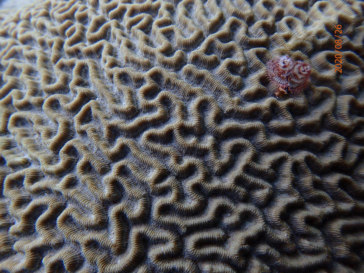 AWARE Coral Conservation