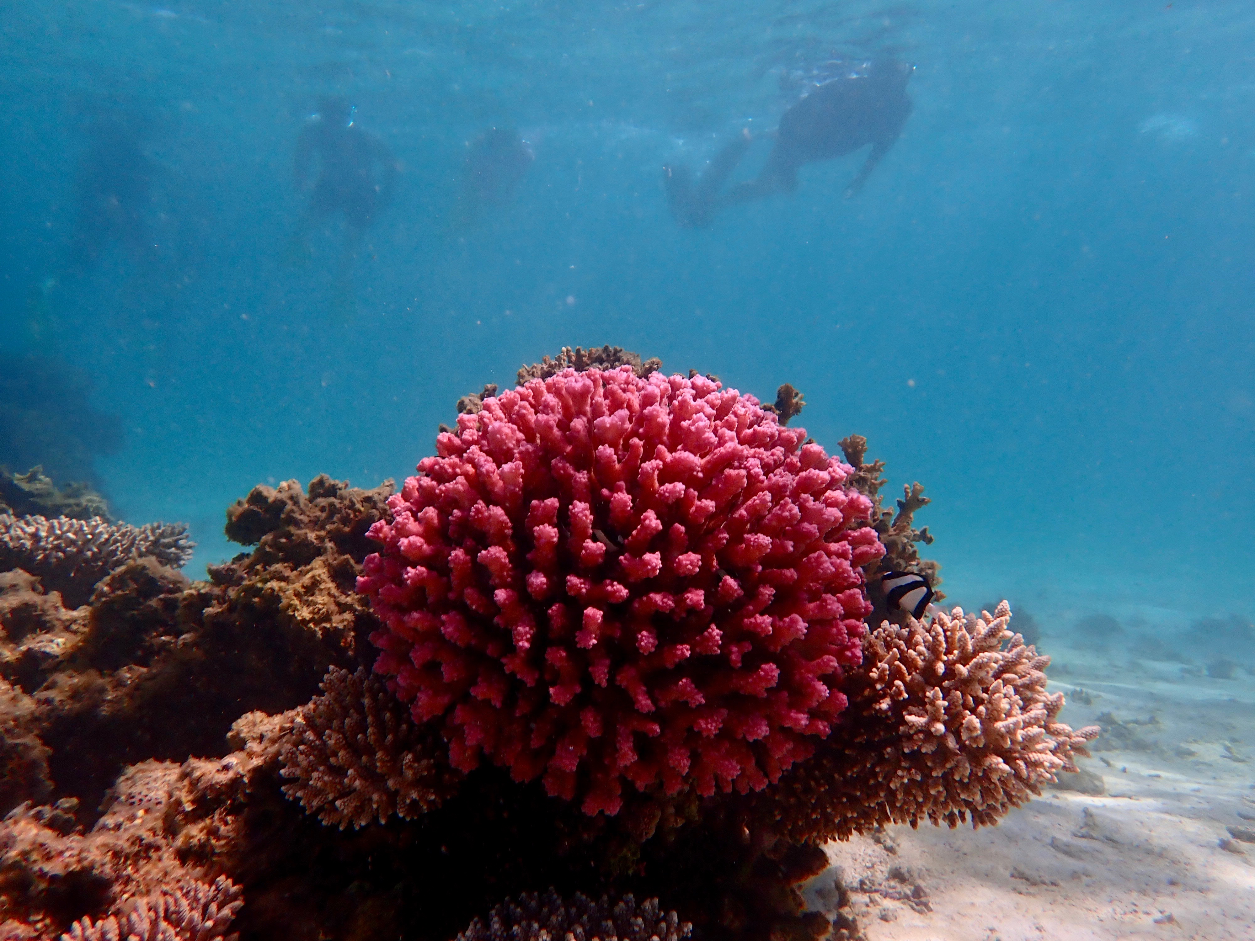 Ningaloo Reef Snorkel Adventure