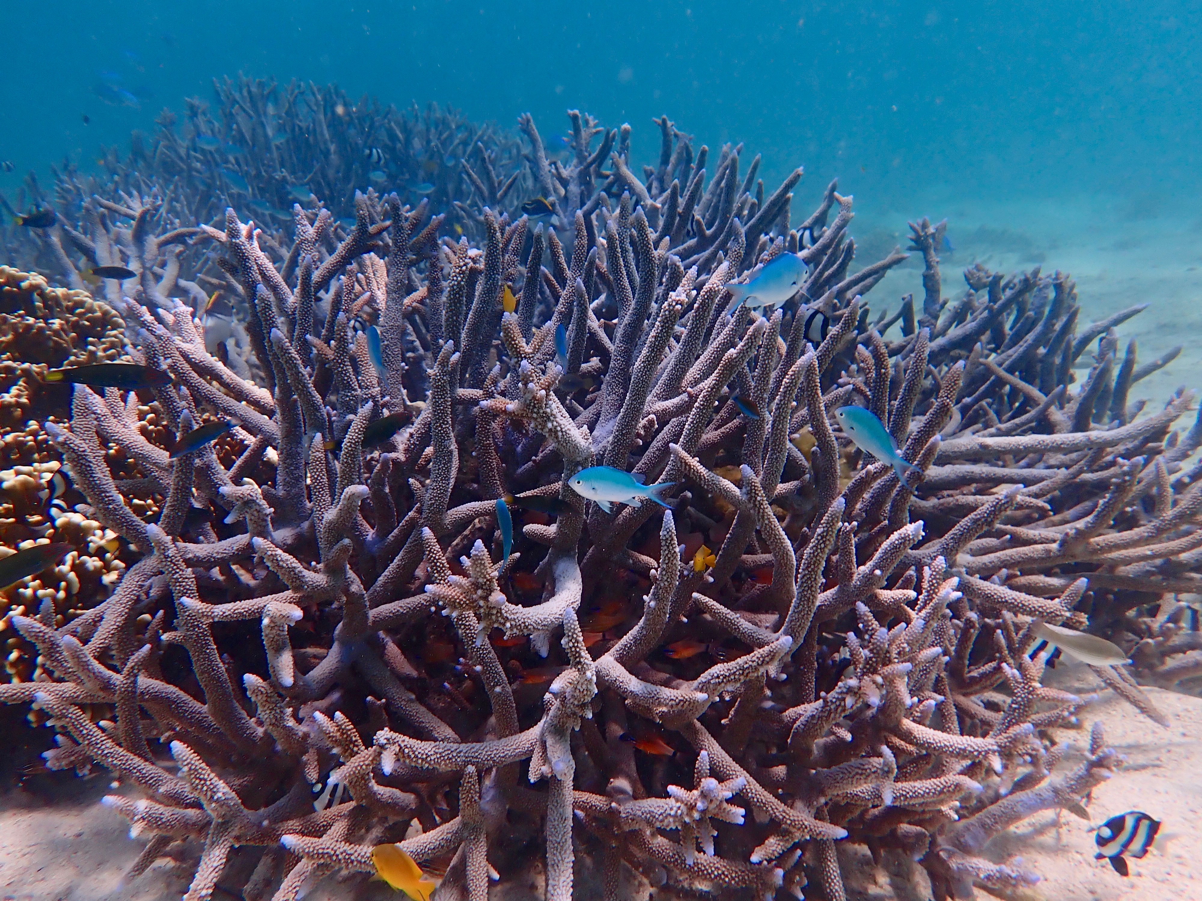 Ningaloo Reef Snorkel Adventure