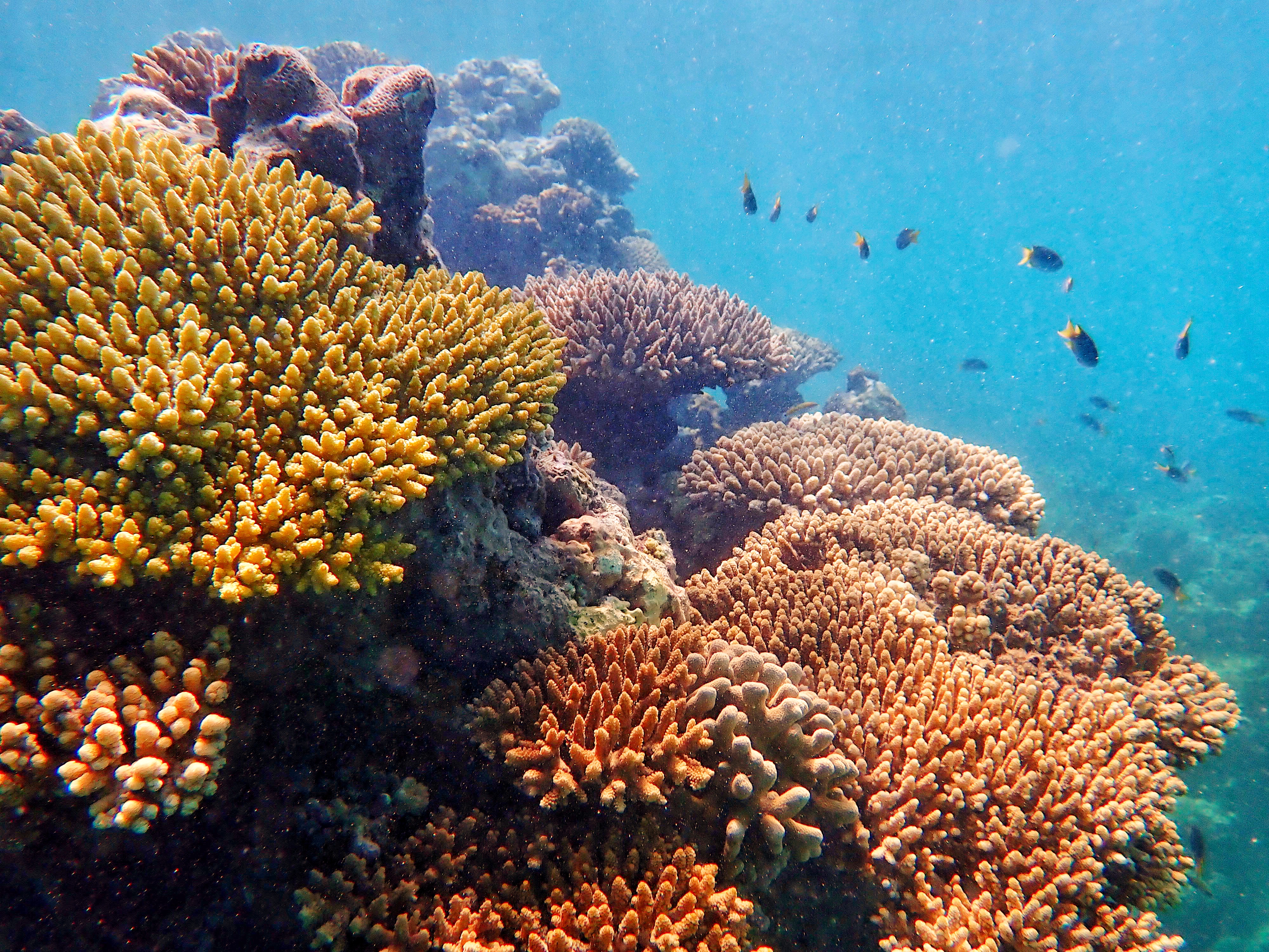 Ningaloo Reef Snorkel Adventure