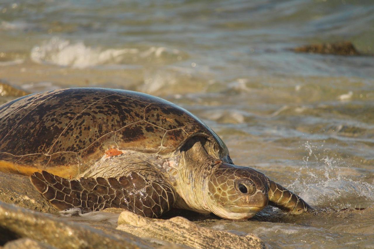 Turtle Nesting and Stargazing Tour Ningaloo Reef