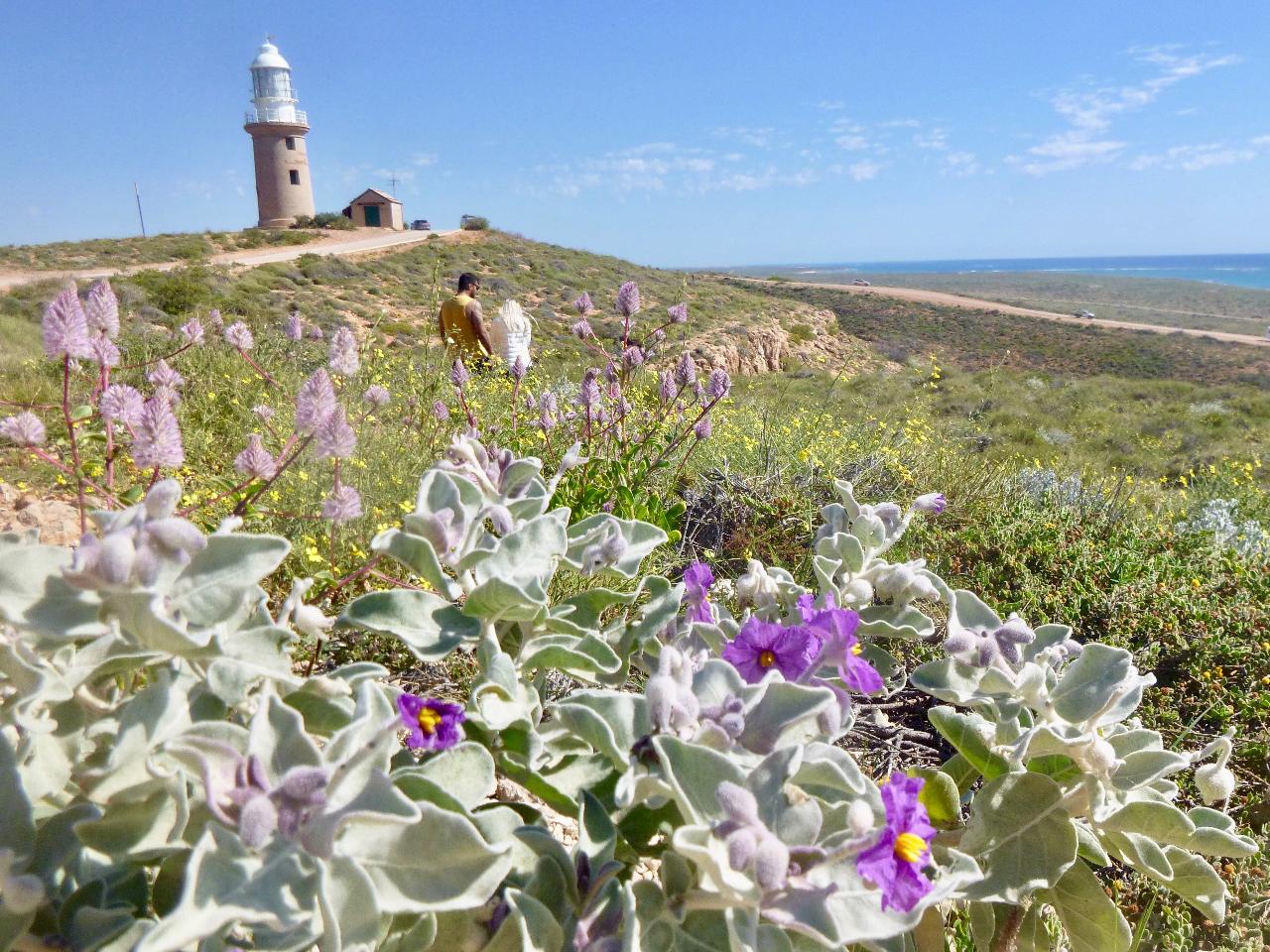 Exmouth Modern History & Heritage Half Day Tour 