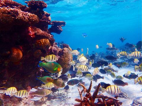 Ningaloo_Snorkel_1