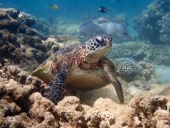 Turtle Tour - Half Day Sea Kayak & Snorkel Tour