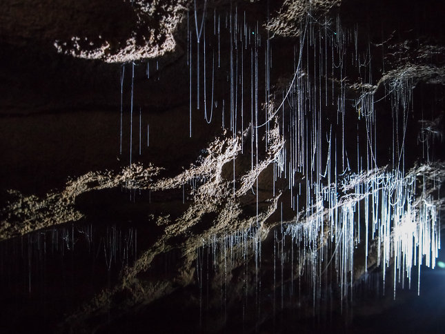 Glow Worm Cave Tour