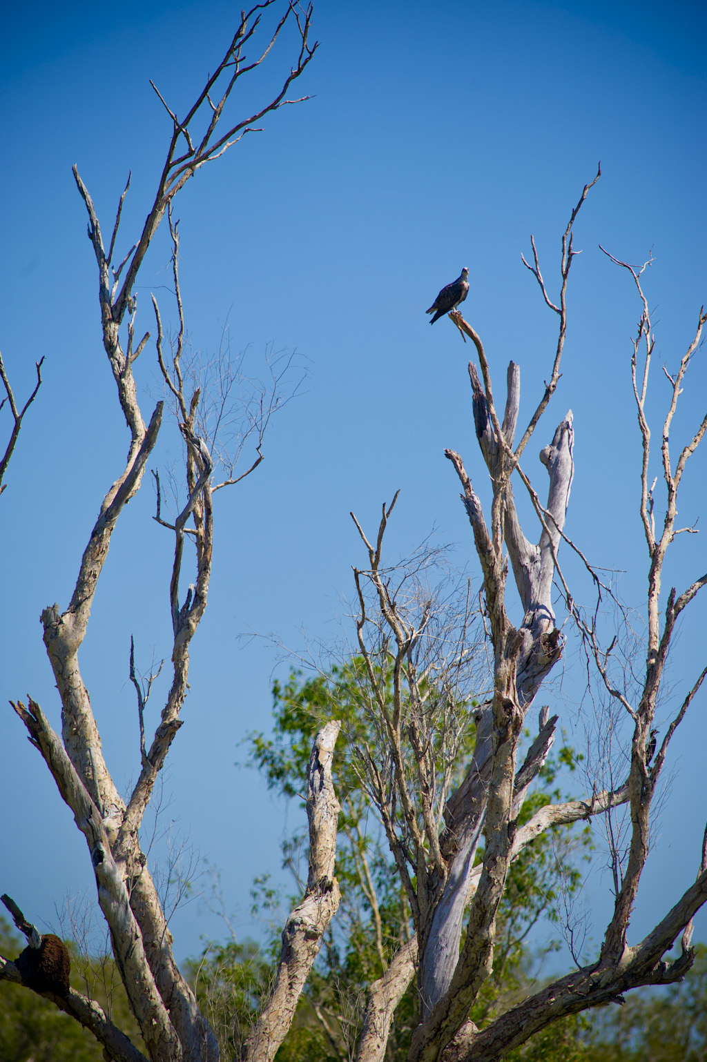 Leichhardt Point Sundowners