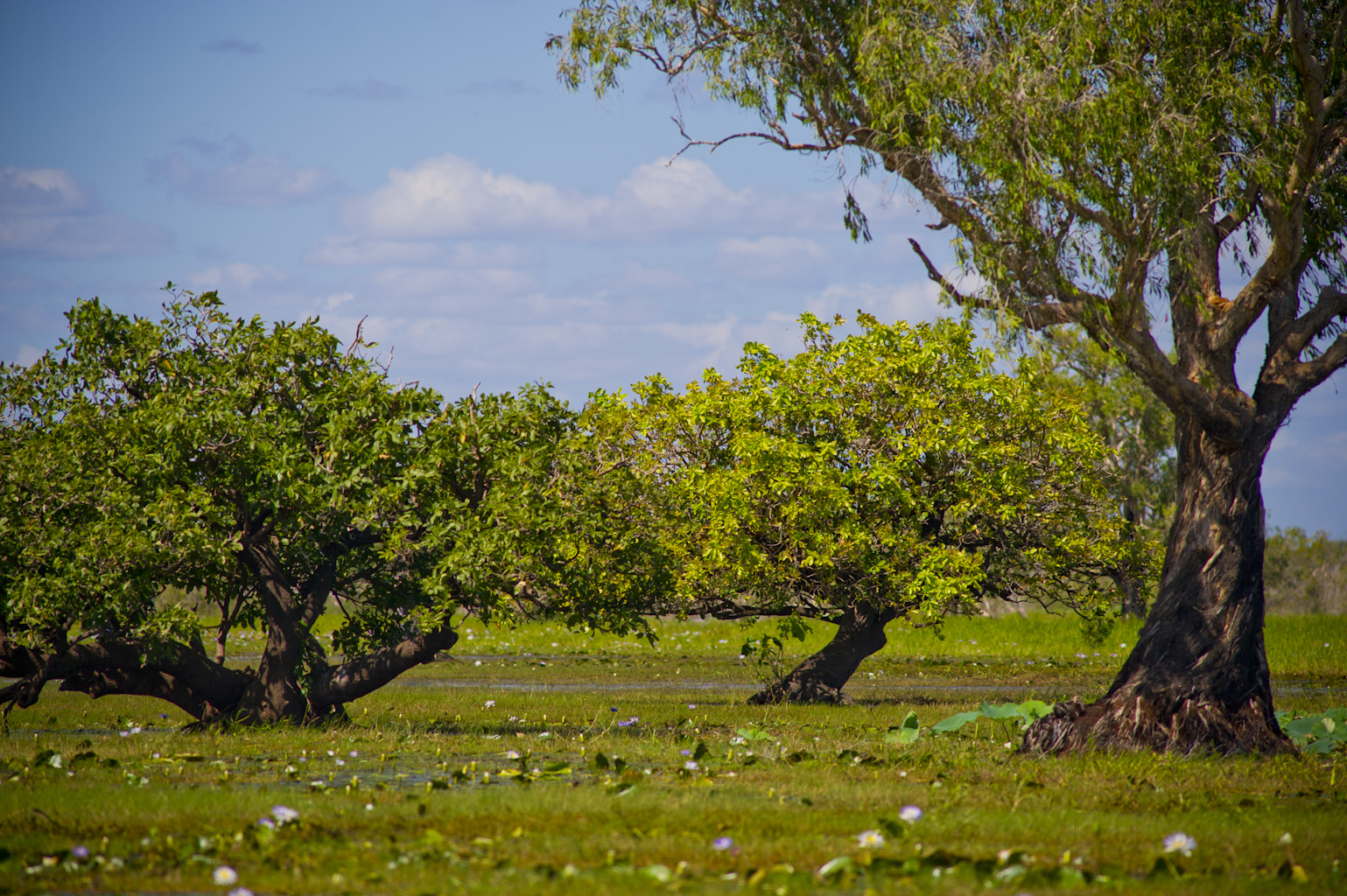 Leichhardt Point Sundowners