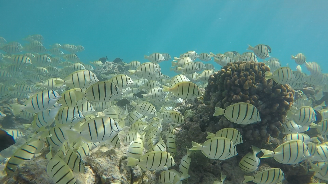 ハナウマ湾シュノーケル 現地集合プラン