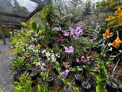 Private Tour: Hot spings & Sleeping Giant Garden hiking Adventure