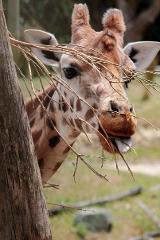 Valentines Night - Giraffe Feed  