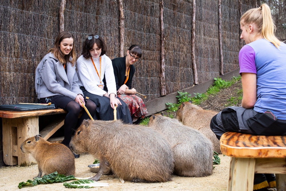 Capybara Close Encounter Te Nukuao Wellington Zoo Reservations
