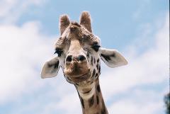 Giraffe Close Encounter