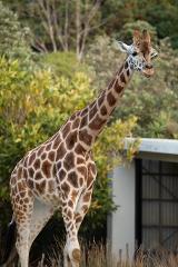 Boo at the Zoo Giraffe Feed for 1 (Zoo Entry Not included)