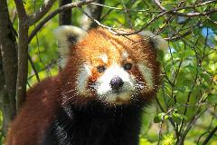 Red Panda Close Encounter Gift Card
