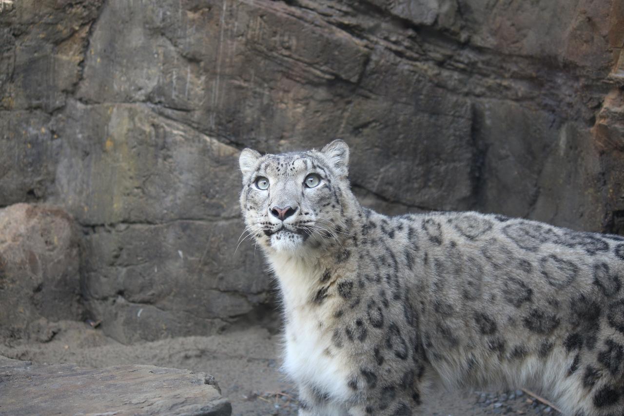 Snow Leopard Close Encounter