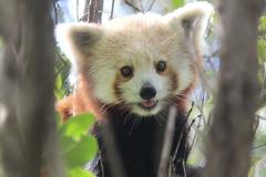 Red Panda Close Encounter
