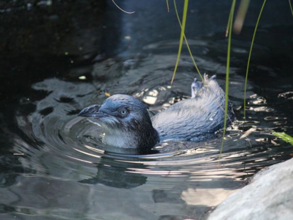 Kororā Little Penguin Close Encounter