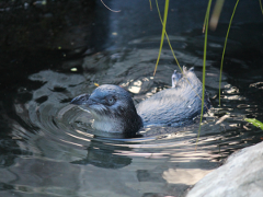 Kororā Little Penguin Close Encounter