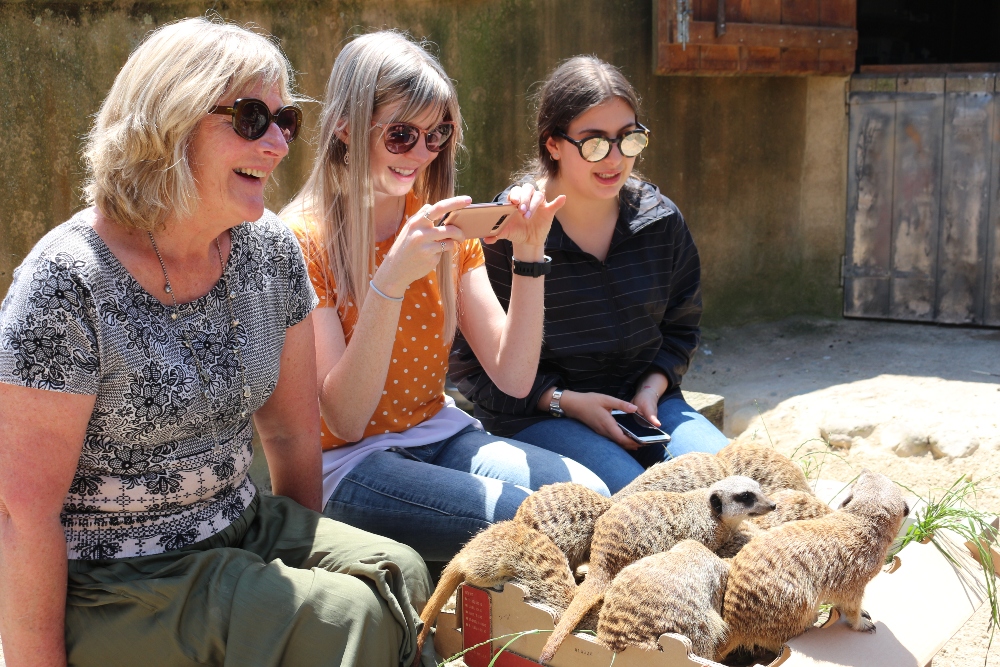 Meerkat Close Encounter