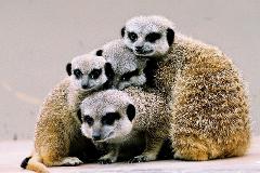 Meerkat Close Encounter