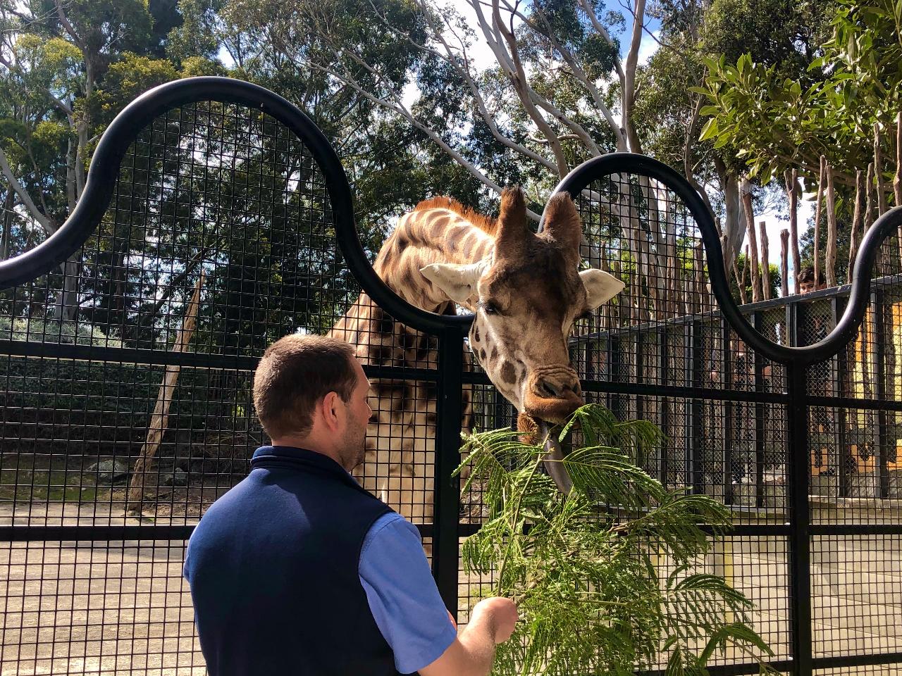 Giraffe Close Encounter