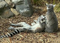 Ring Tailed Lemur Close Encounter