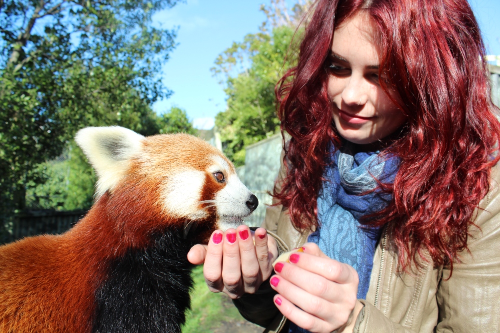 Red Panda Close Encounter