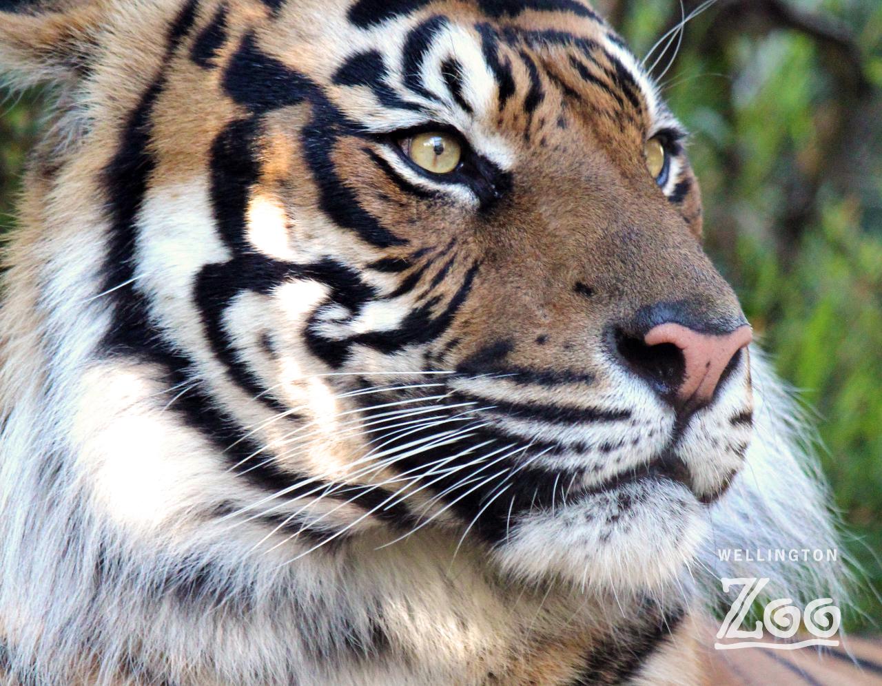 Tiger Close Encounter