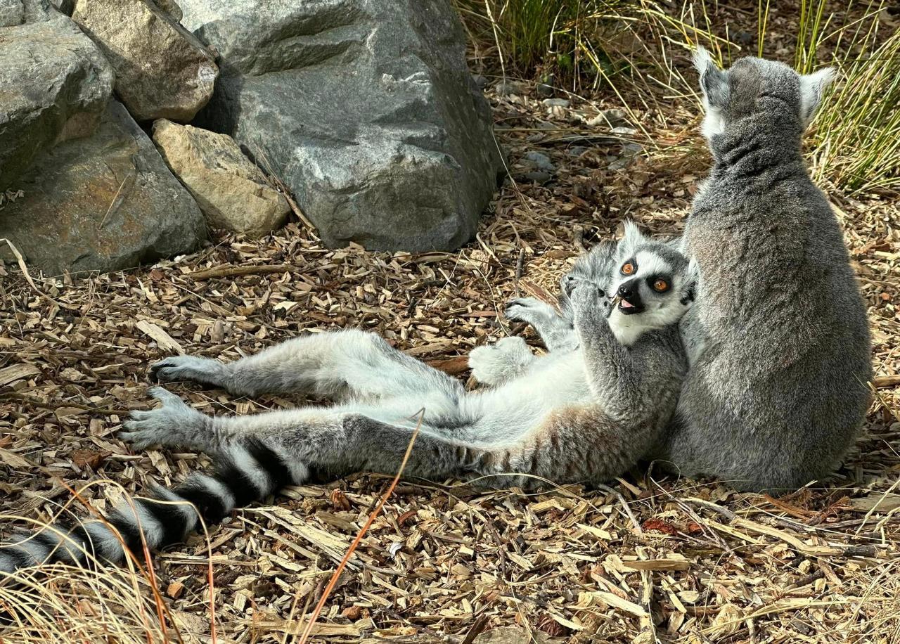 Ring Tailed Lemur Close Encounter Gift Card