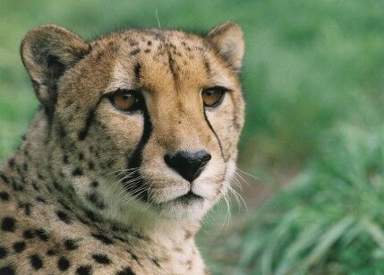 Cheetah Close Encounter